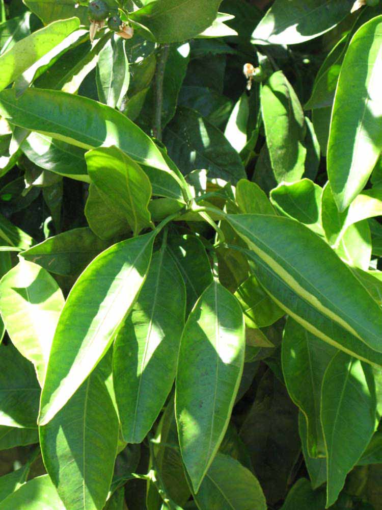              Sun leaves (Riverside, CA)       